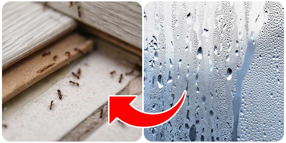 3 أسباب وراء ظهور النمل في الحمام