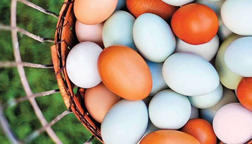 يدخل البيض في معظم وصفات الأكل ويقدم منفرداً، ومع تكرار شراء البيض يومياً يفكر البعض في ما هو الفرق بين البيض الأبيض والأحمر.