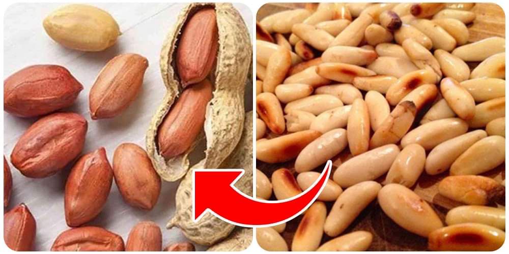 بديل الصنوبر