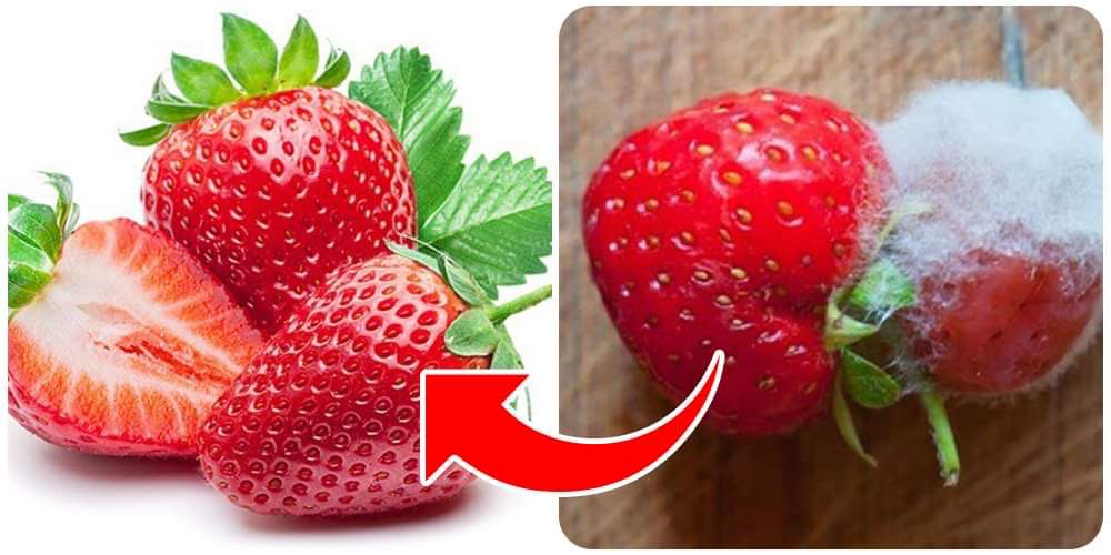 للحفاظ على الفراولة