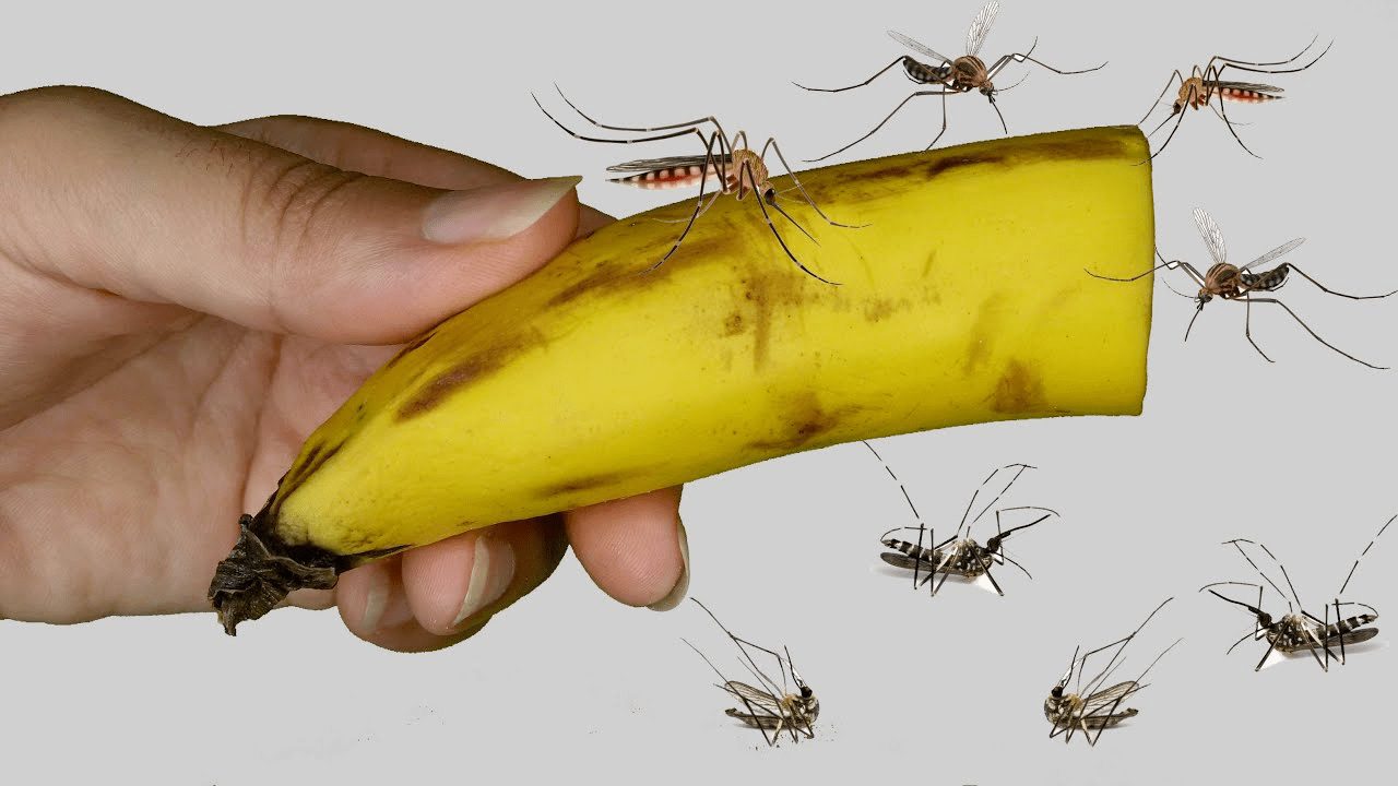 كيفية إبعاد الهاموش عن المطبخ