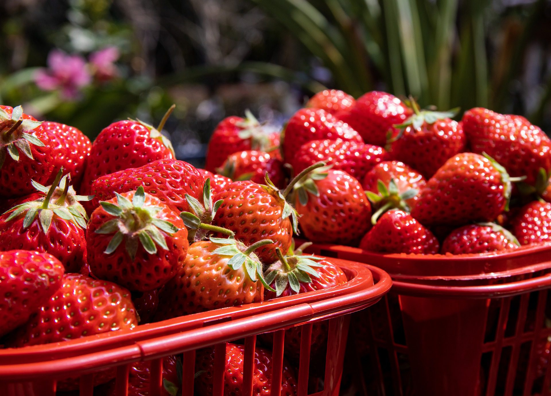 4 طرق لتخزين الفراولة طازجة في الثلاجة والفريزر