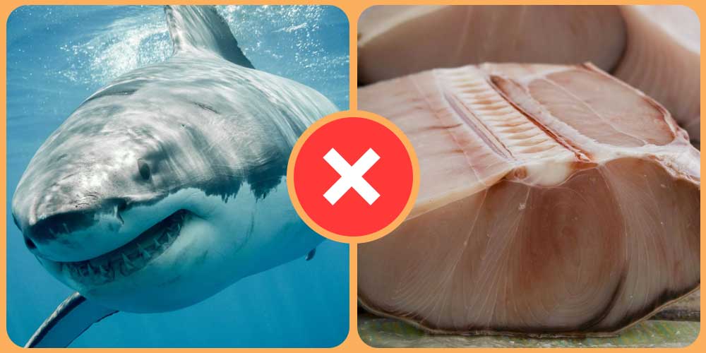 لحم سمك القرش