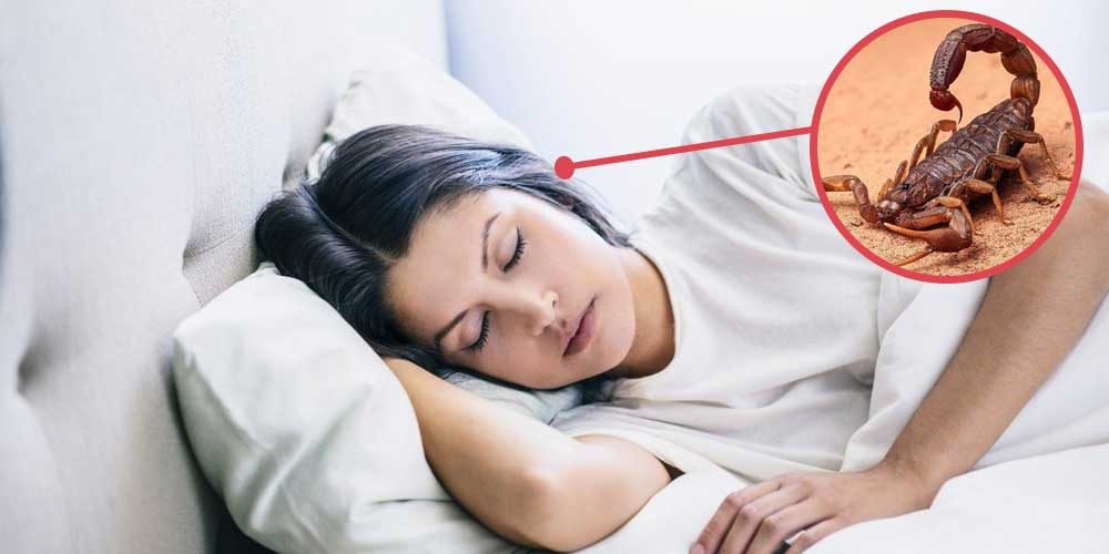 تفسير رؤيا العقرب