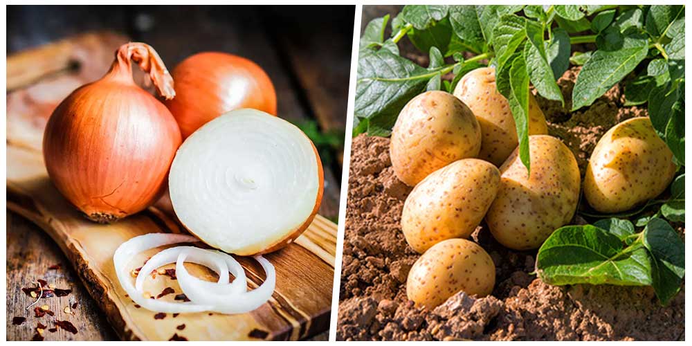 البطاطس والبصل