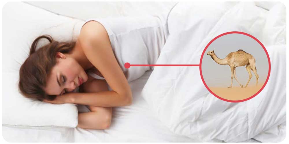الجمل في المنام
