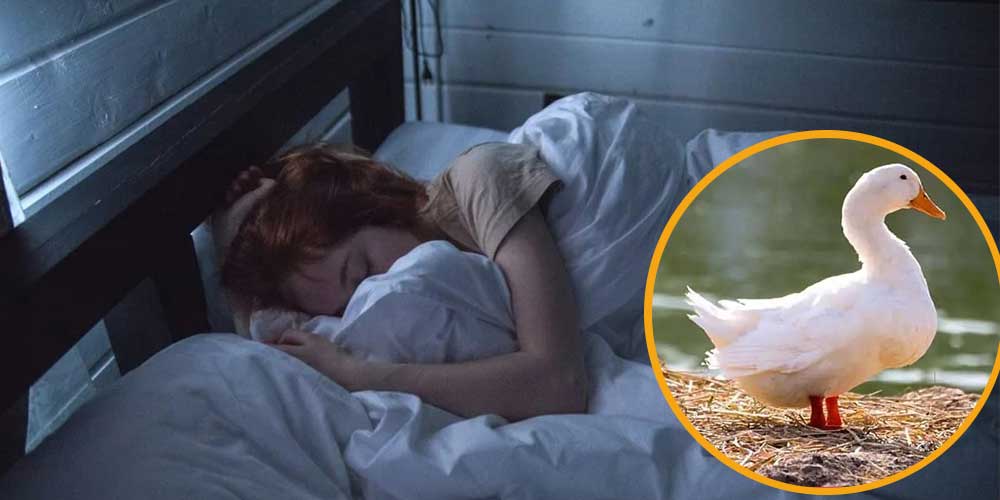 تفسير رؤية البط في المنام