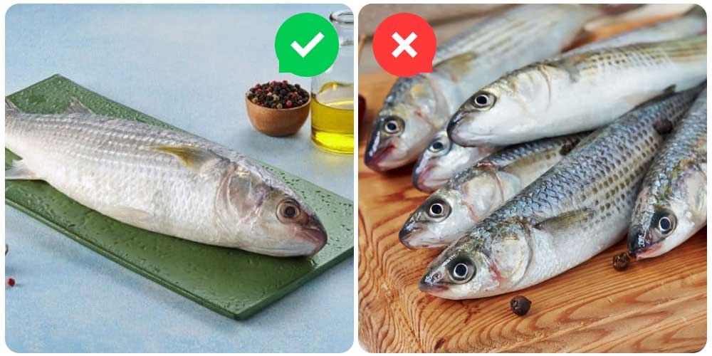 الفرق بين السمك البوري والطوبار