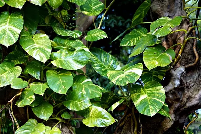 7 نباتات منزلية طبيعية تزهر سريعاً ولا تحتاج مجهود