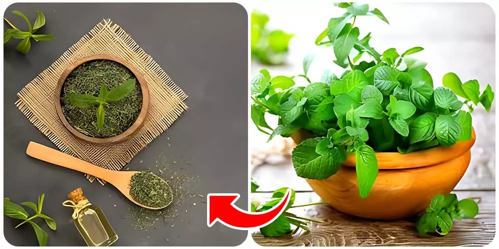 النعناع المجفف