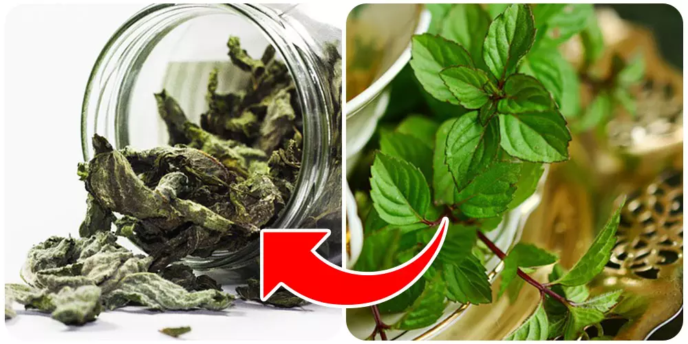 لتخزينه طازجًا أو جافًا ..طرق حفظ النعناع مع سفرة