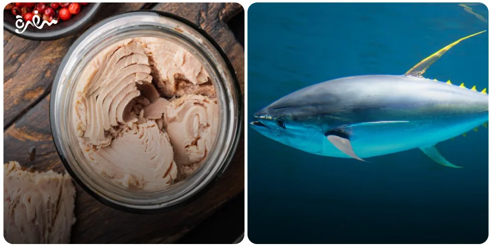 قبل ما تشتري.. معلومات لازم تعرفها في اليوم العالمي لسمك التونة