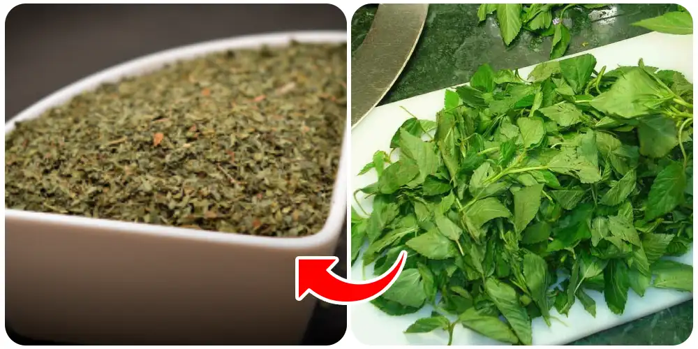 الكثير من السيدات وربات المنازل يبحثن عن طريقة تجفيف الملوخية الخضراء، فهي تمد الجسم بالكثير من المعادن والفيتامينات المفيدة.