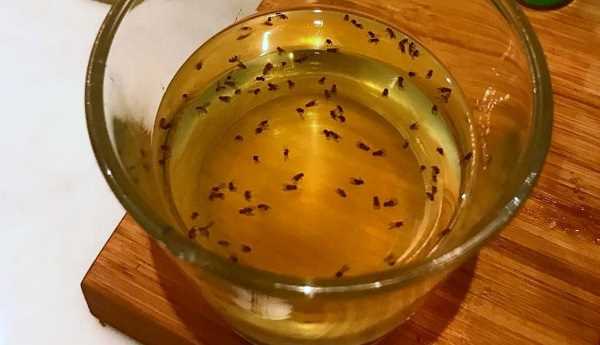 مصيدة العسل لطرد الذباب
