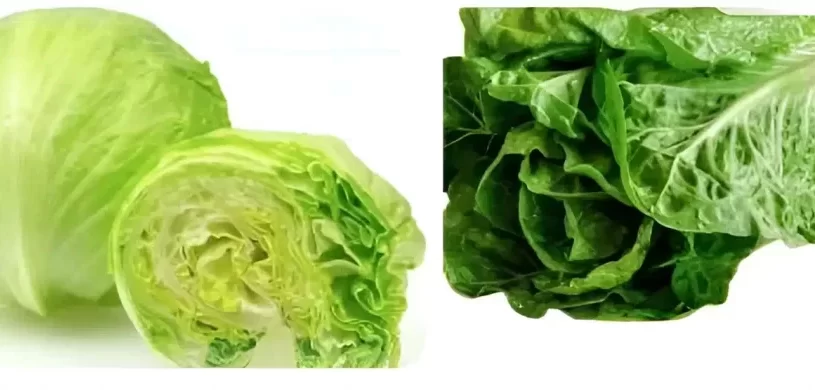 ما هو الفرق بين الخس والكابوتشا؟