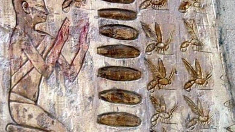 نقش فرعوني يوثق عملية تربية النحل في مصر القديمة