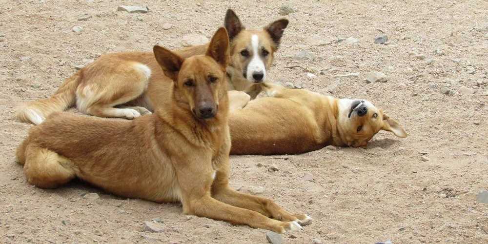 كيف تتعامل مع كلاب الشوارع